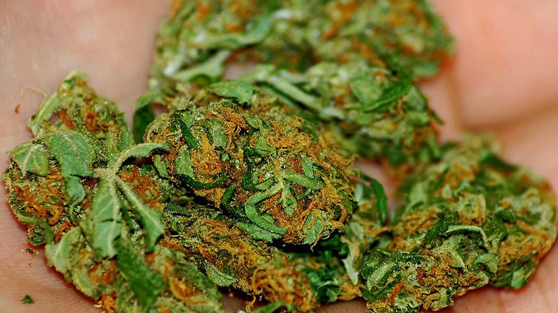 Cannabis Medizin in der Schweiz