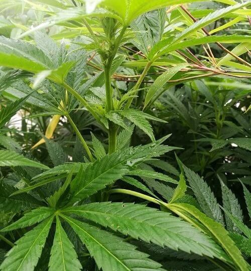 Gruene wollen staatlichen Cannabis Anbau