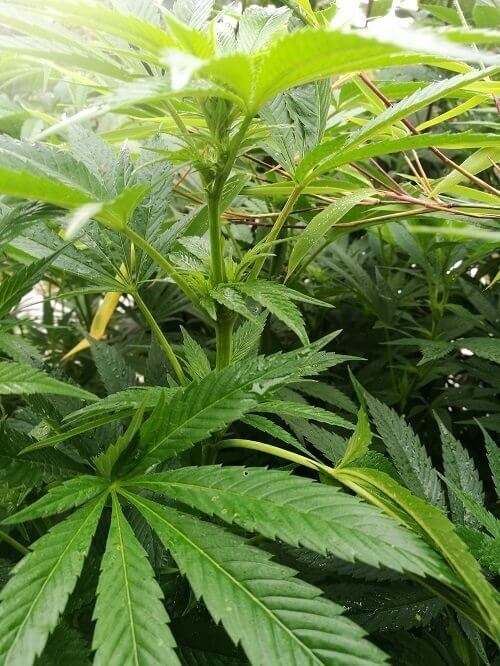 Grüne wollen staatlichen Cannabis-Anbau etablieren