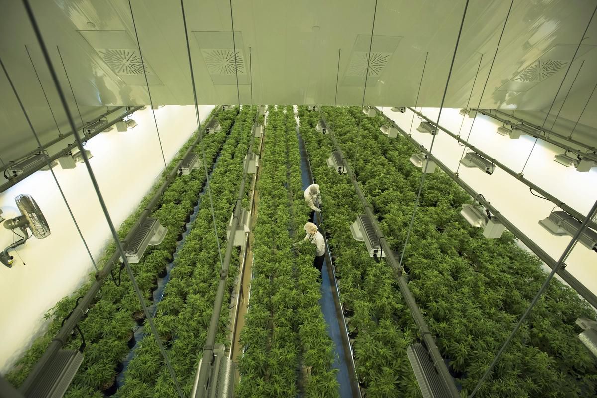 Kanada: Die weltweit größte Marihuana-Plantage steht hier