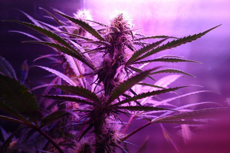 Marihuana – Vom Anbau, über die Ernte, bis zum Verfahren!