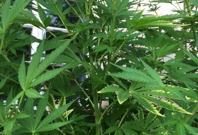 Cannabis-Legalisierung – Was Politiker planen!