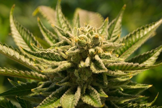 9 verdammt gute Gründe Cannabis zu legalisieren