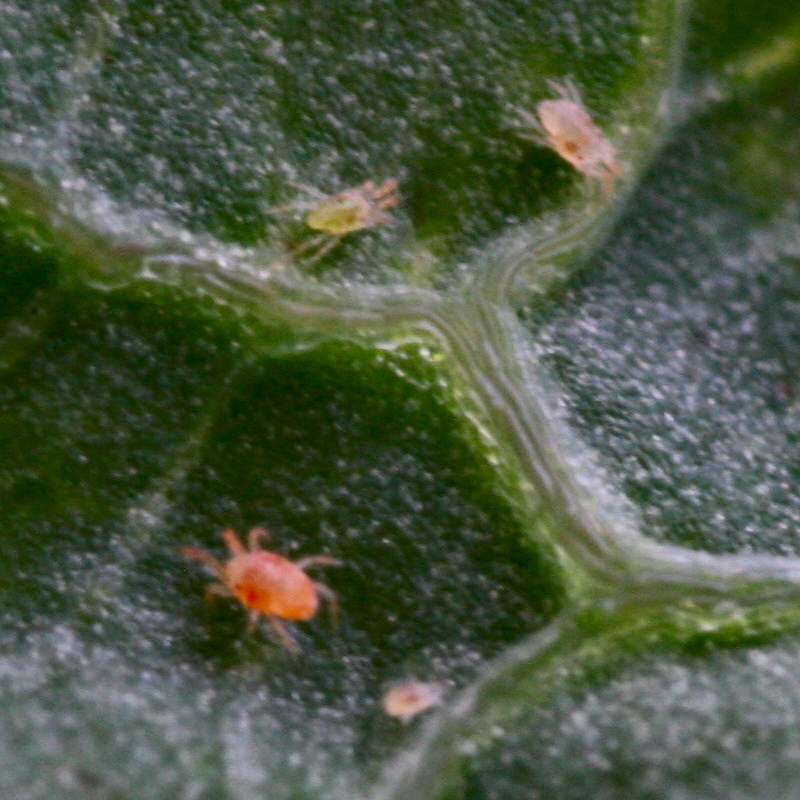 Pflanzenkrankheiten-Teil-3-Spinnmilben