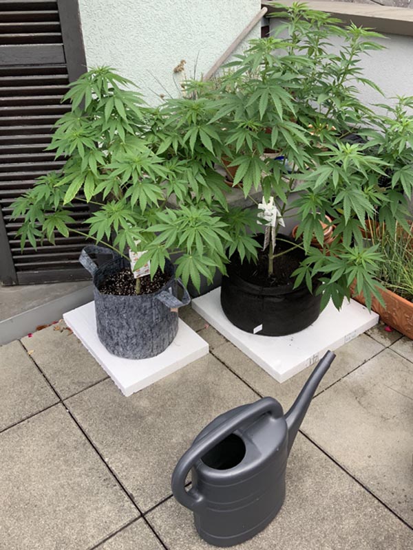 Cannabispflanzen gießen