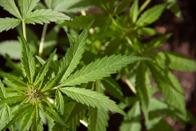 Bermudas berät die Legalisierung von Cannabis