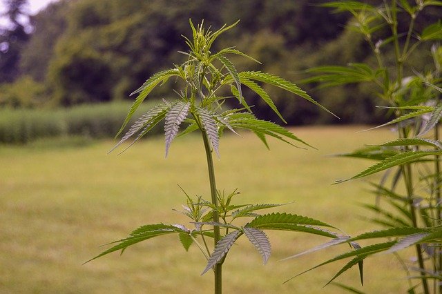 Cannabis-Produktionsanlagen zu verkaufen