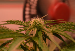 3. Blütewoche der Cannabispflanzen
