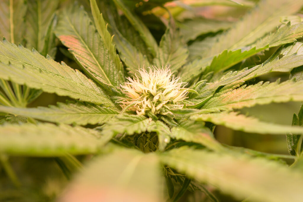 4. Blütewoche der Cannabispflanzen