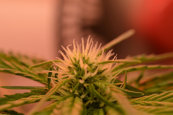 3. und 4. Blütewoche: Große Cannabispflanzen und Blüten