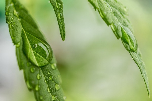 Cannabispflanzen gießen