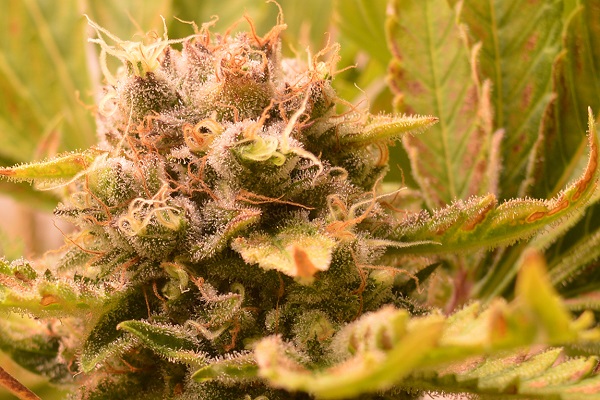 Die Cannabis Ernte