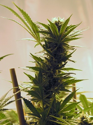 Indoor Anbau Cannabis
