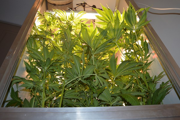 Indoor Anbau Cannabis