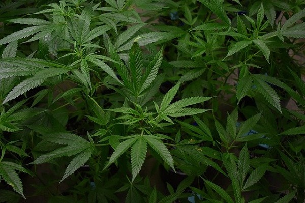 Indoor Anbau von Cannabis