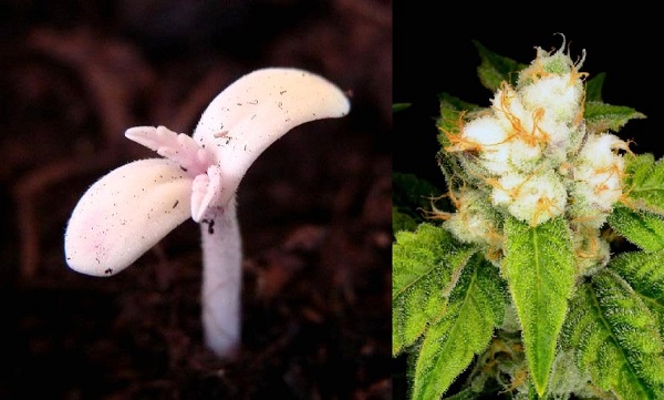 Genetische Mutationen bei Cannabis