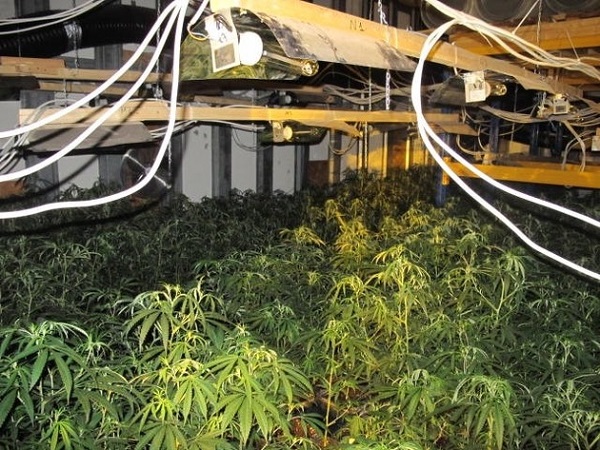 Polizei entdeckt Cannabisplantagen und Waffenlager