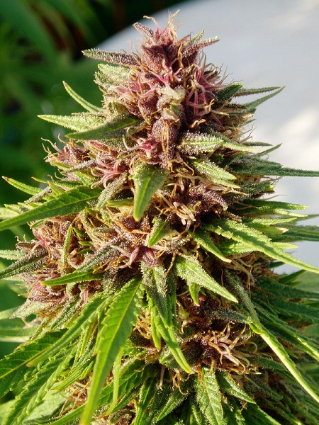 Wann wird Cannabis weltweit legalisiert?