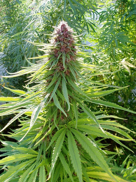 Wird Cannabis Legalisiert