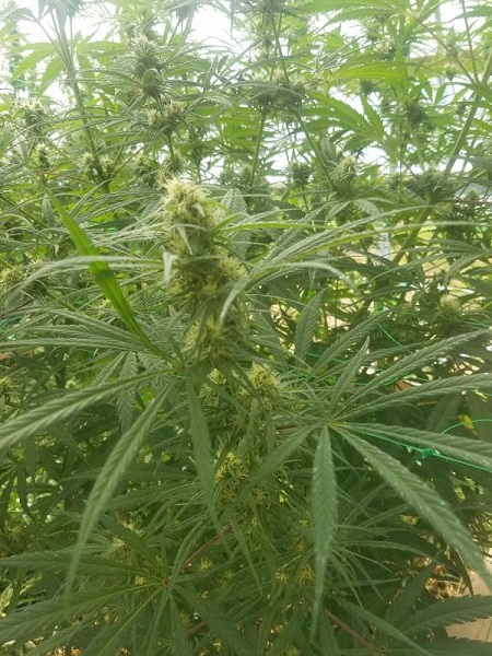 Cannabis Mangel auf Jamaika