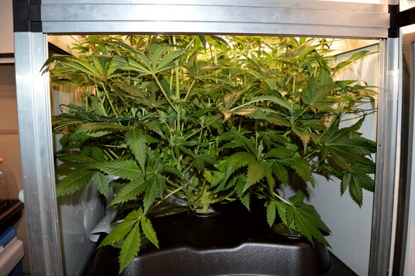 Dr. Green’s Hydro-Grow Report Teil 5