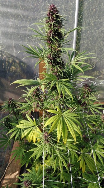 Bio-Anbau von Cannabis