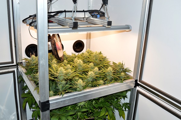 Dr. Green’s Hydro-Grow Report Teil 6