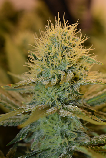 Dr. Green’s Hydro-Grow Report Teil 6: 