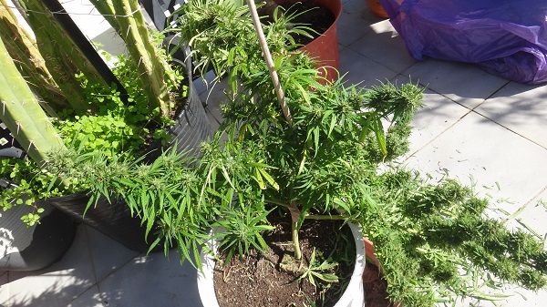 spülen von Cannabis-Pflanzen