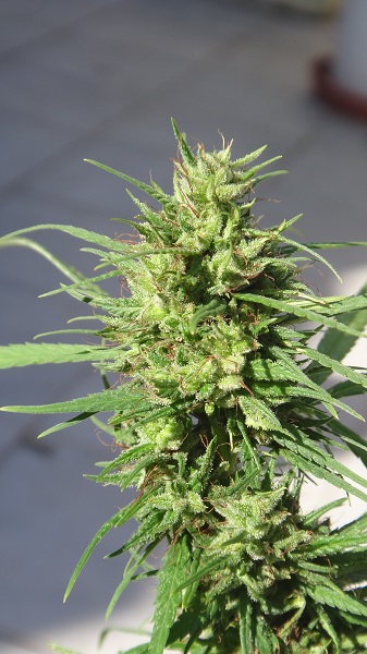 spülen von Cannabis-Pflanzen