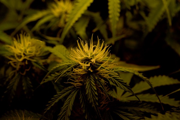 Das 3-in-1 Bewässerungssystem für Cannabispflanzen