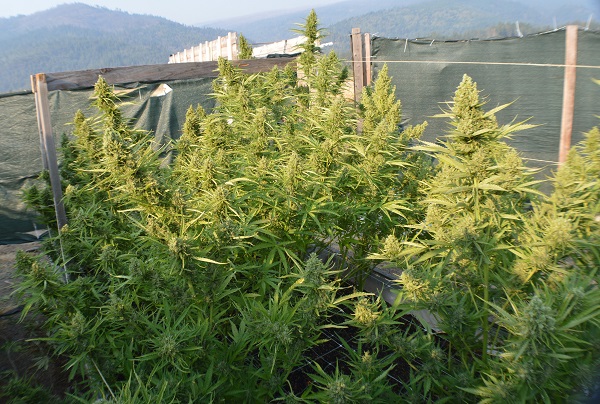 Cannabis Überangebot überschwemmt Kalifornien