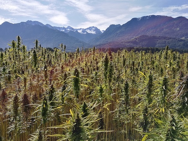 Cannabis Schwarzmarkt in Kanada