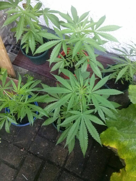 Cannabis-Legalisierung in Malta erlaubt Eigenanbau