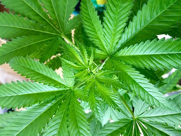 Cannabis-Legalisierung in Malta