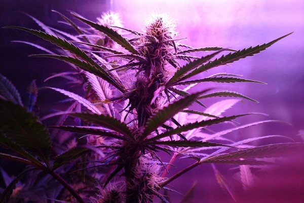 Cannabis-Mythen