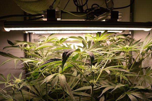 Dr. Green’s Cannabis-Pflanze wächst durch die Decke