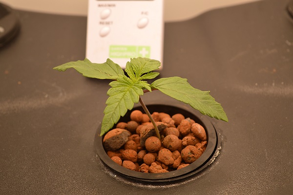 Die Wurzeln der Cannabis Pflanzen
