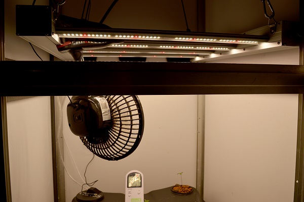 Seriotica unter LED Lampe
