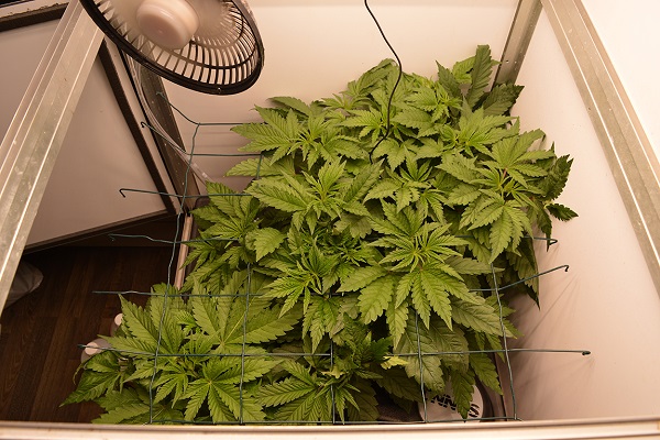 Die Blütezeit der Cannabispflanzen beginnt