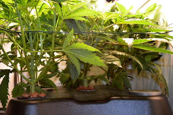 Cannabis Growbox