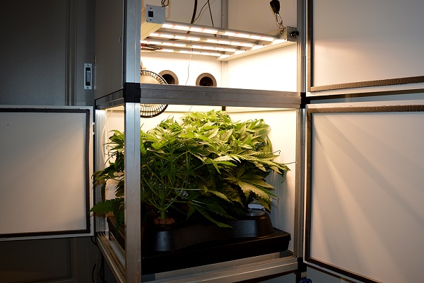 Growbox Cannabis