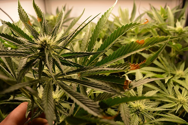 Cannabispflanzen
