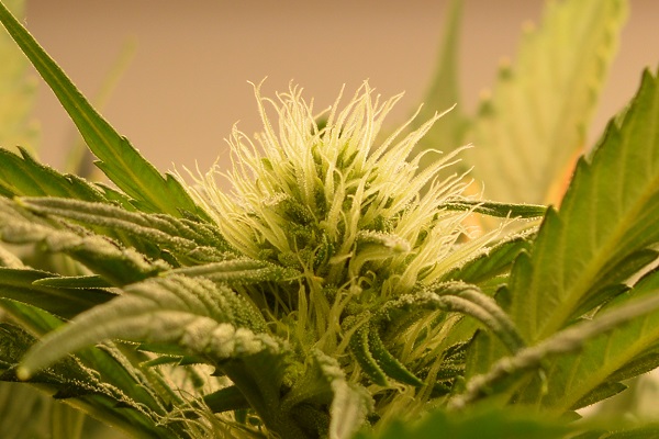 Die Cannabispflanzen werden ausgedünnt