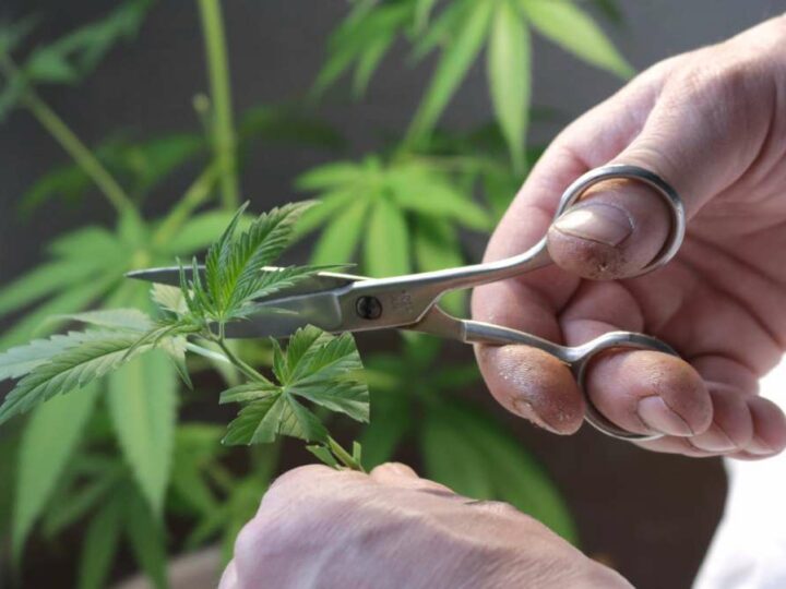 Cannabispflanzen schneiden