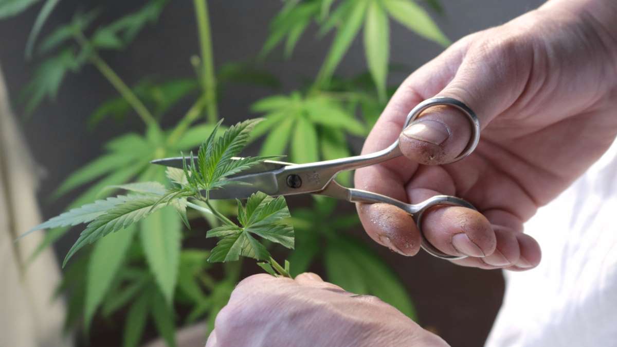 Cannabispflanzen schneiden: Das musst Du unbedingt beachten