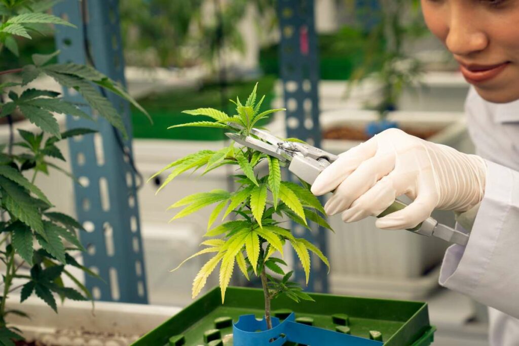 Cannabispflanze schneiden: Topping