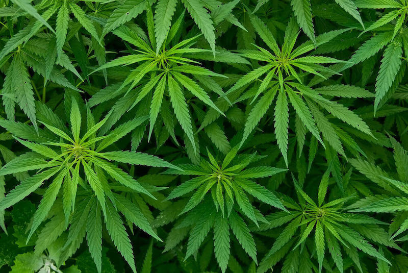 Cannabis Blätter: Eigenschaften und Verwendungsmöglichkeiten