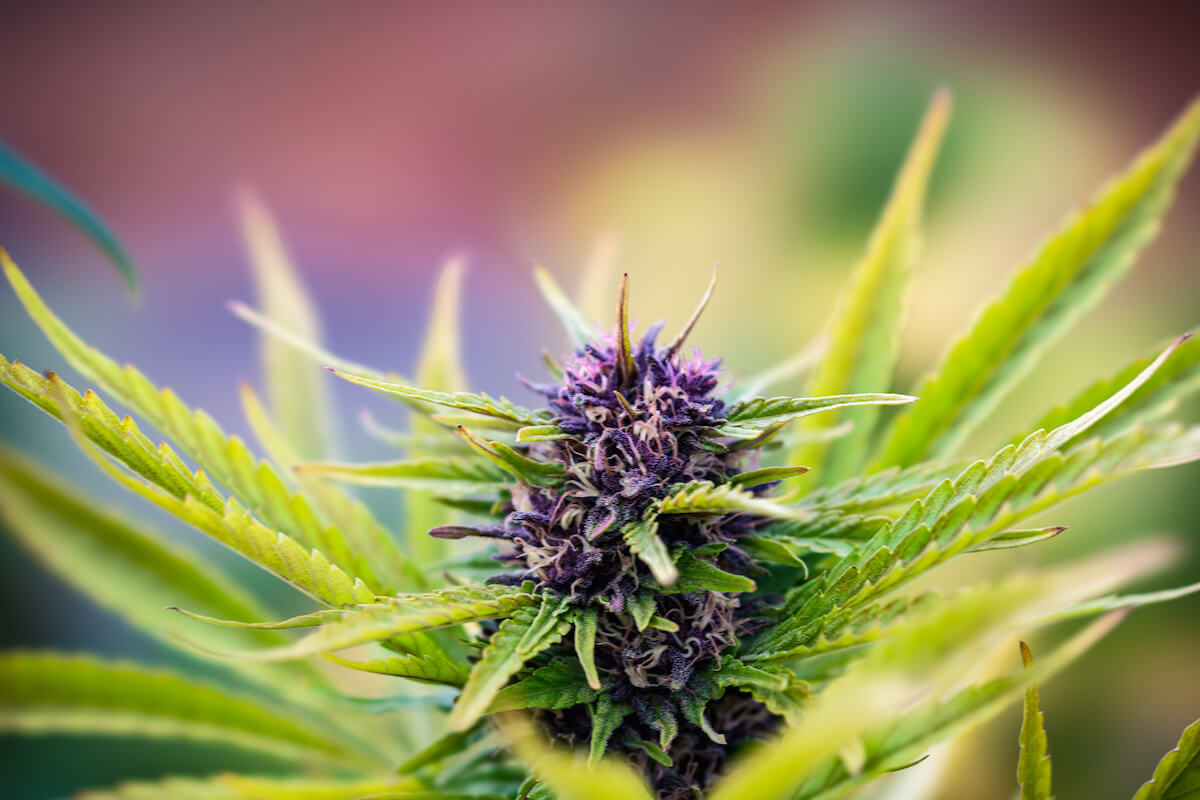 Cannabis Blüte: Blütephase und Merkmale
