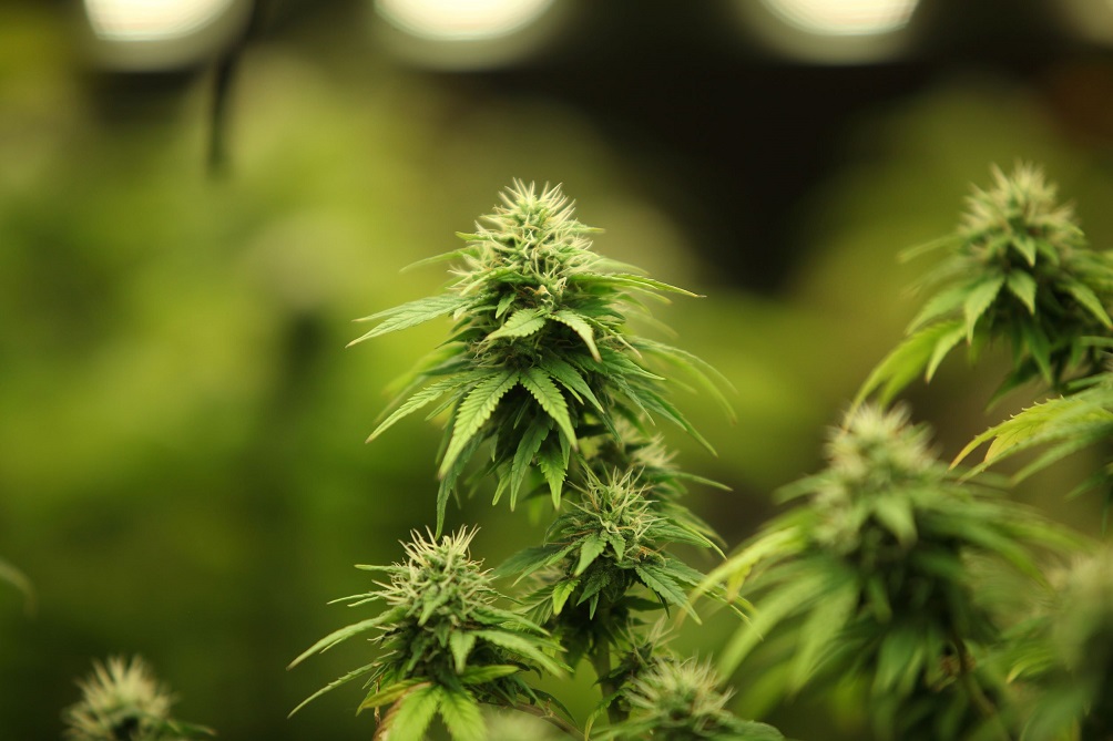 Pflanzenlexikon: Alle wissenswerten Informationen über die Cannabispflanze